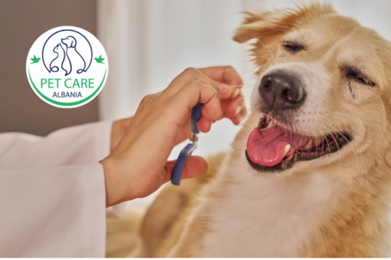 grooming qeni Tirane, larje qeni Myslym Shyri, prerje qimesh per qen, trajtim kunder pleshtave qeni, pastrim profesional qeni Astir, trajnim per qen Tirane, qender grooming per kafshe, larje dhe tharje qeni, kujdes estetik qeni,